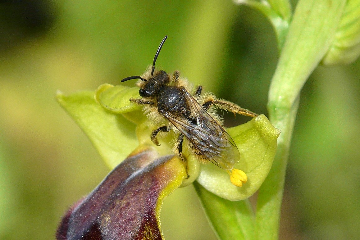 Aiuto...  Andrena cfr. hesperia, maschio